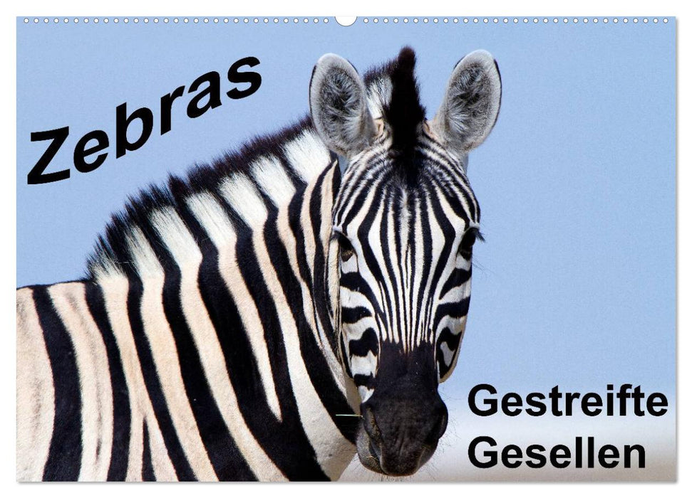 Zebras - Gestreifte Gesellen (CALVENDO Wandkalender 2024)