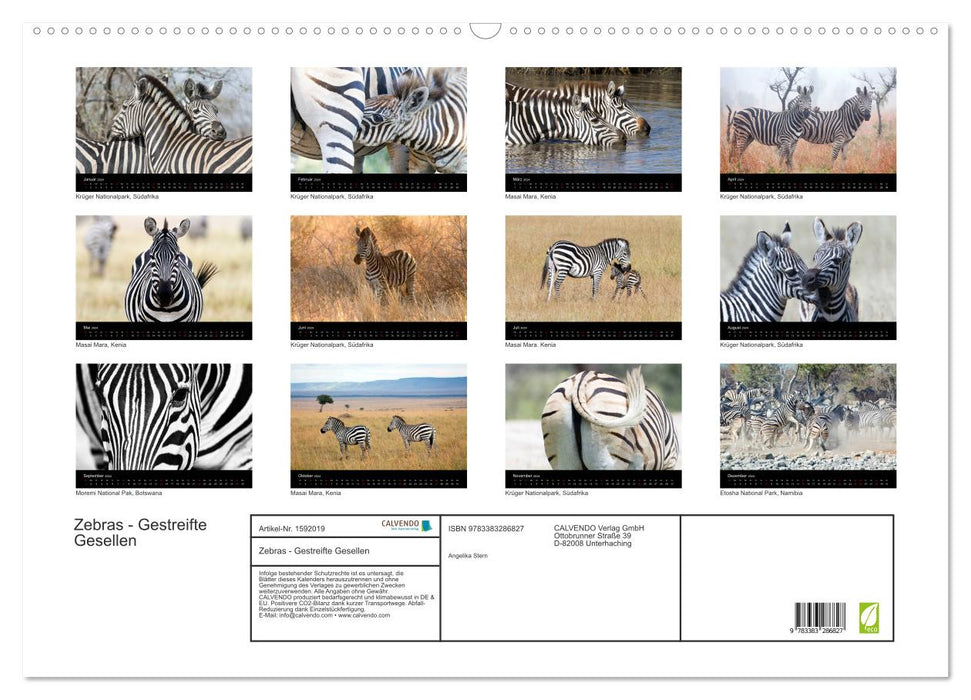 Zebras - Striped Fellows (CALVENDO Wall Calendar 2024) 