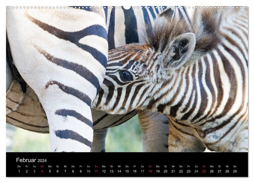 Zebras - Striped Fellows (CALVENDO Wall Calendar 2024) 