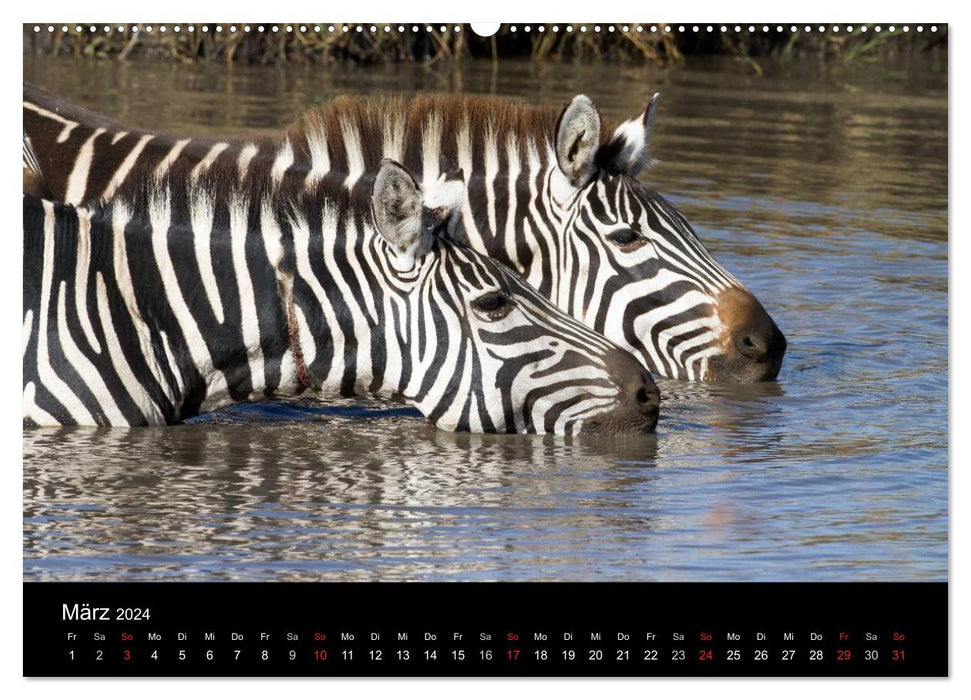 Zebras - Striped Fellows (CALVENDO Wall Calendar 2024) 