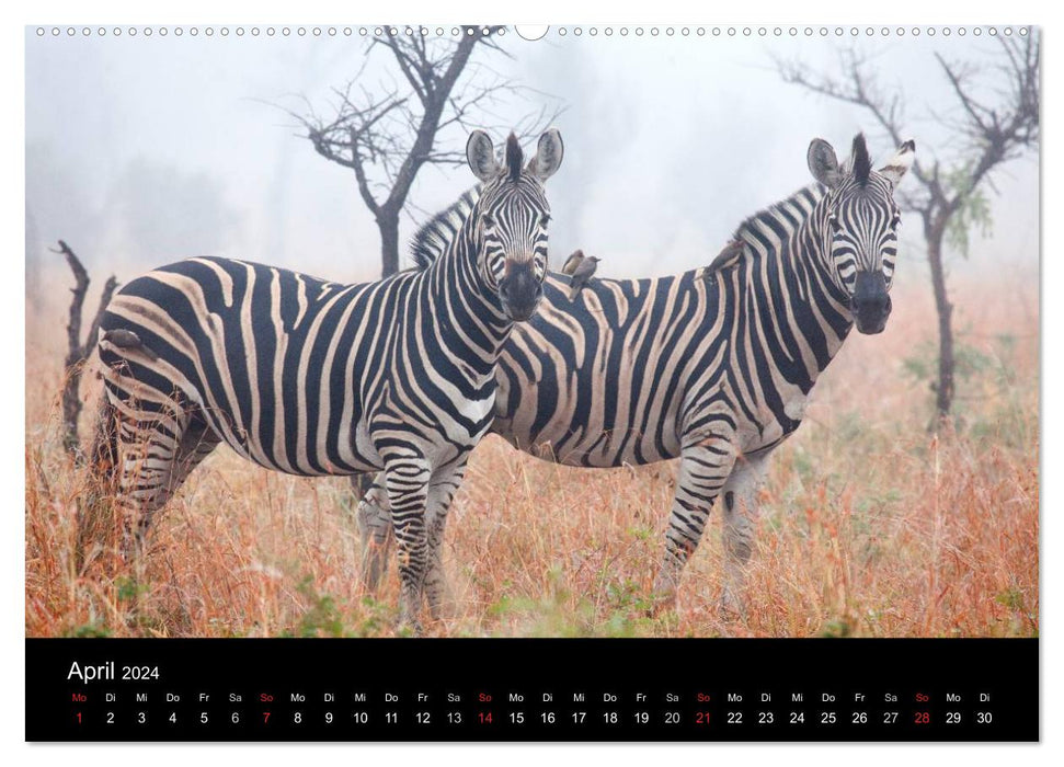 Zebras - Gestreifte Gesellen (CALVENDO Wandkalender 2024)