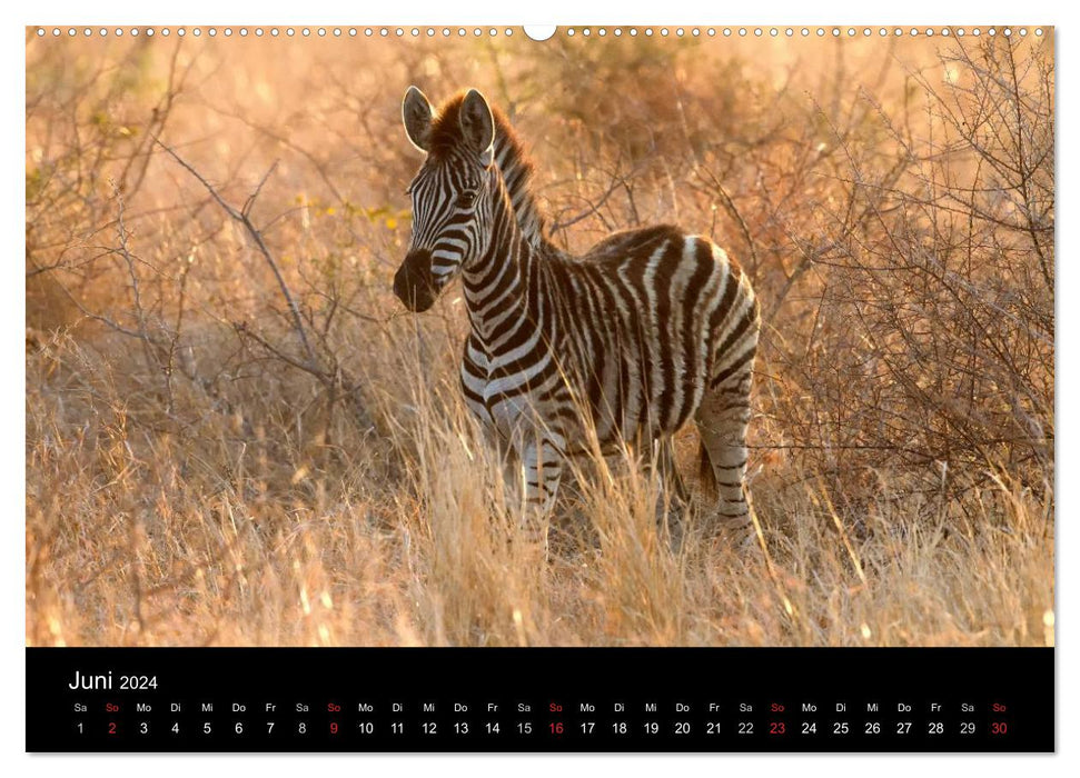 Zebras - Gestreifte Gesellen (CALVENDO Wandkalender 2024)