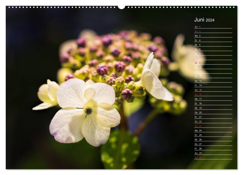 The hydrangea and its many faces (CALVENDO Premium Wall Calendar 2024) 