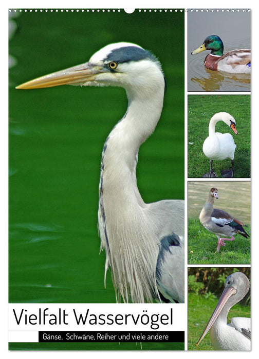 Diversity of water birds (CALVENDO wall calendar 2024) 