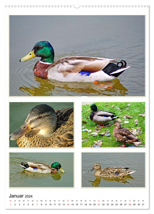 Diversity of water birds (CALVENDO wall calendar 2024) 