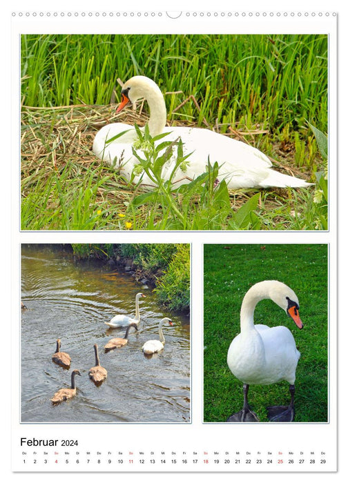 Diversity of water birds (CALVENDO wall calendar 2024) 