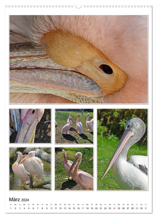 Vielfalt Wasservögel (CALVENDO Wandkalender 2024)