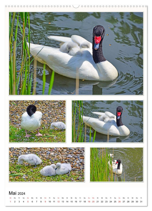 Diversity of water birds (CALVENDO wall calendar 2024) 