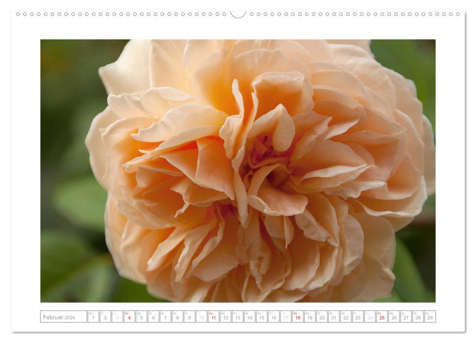 Roses of Schleswig-Holstein (CALVENDO Premium Wall Calendar 2024) 