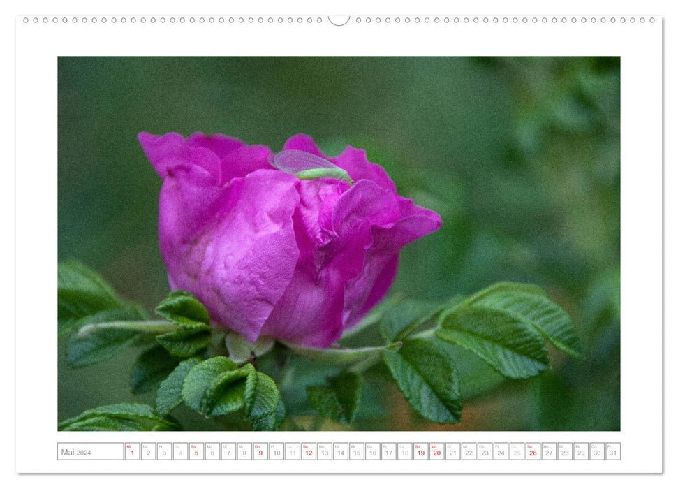 Roses of Schleswig-Holstein (CALVENDO Premium Wall Calendar 2024) 