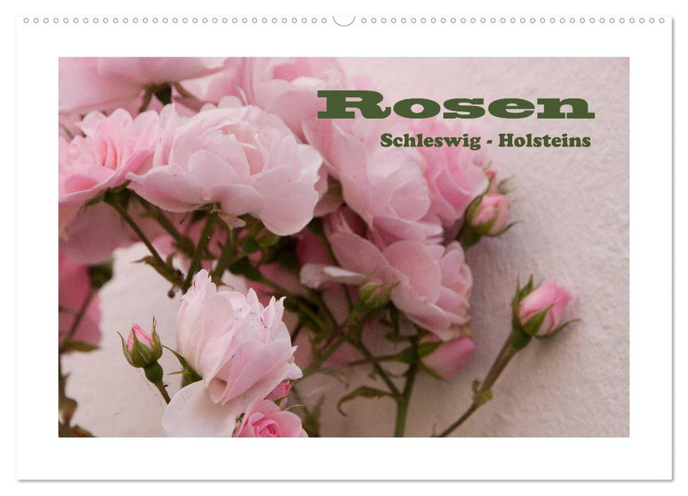 Rosen Schleswig-Holsteins (CALVENDO Wandkalender 2024)