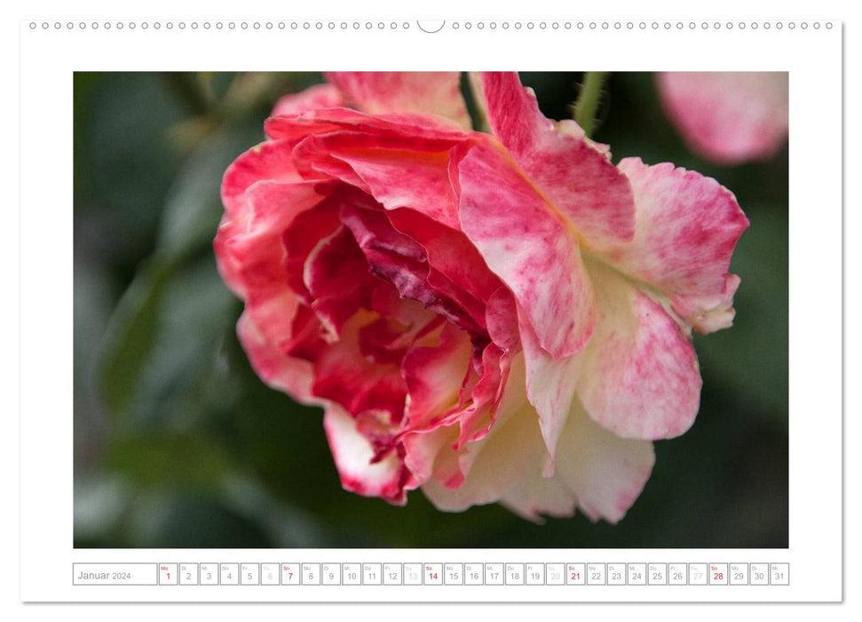 Roses of Schleswig-Holstein (CALVENDO wall calendar 2024) 