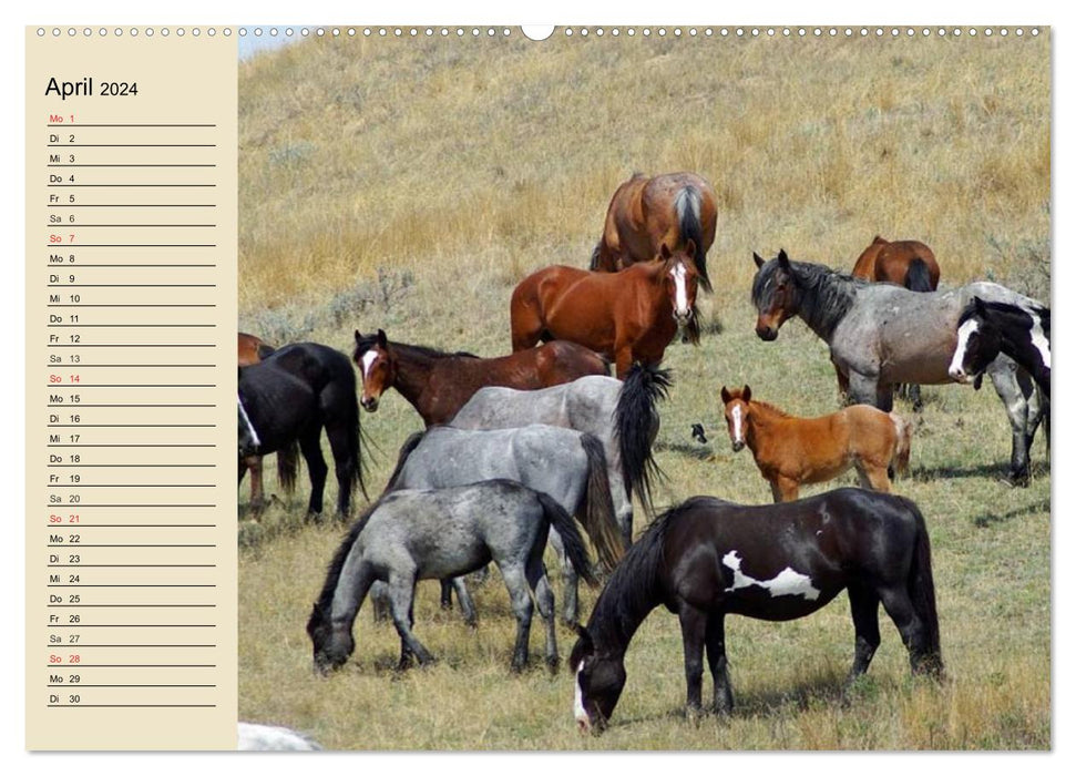 Chevaux sauvages. Libre comme le vent (Calendrier mural CALVENDO Premium 2024) 