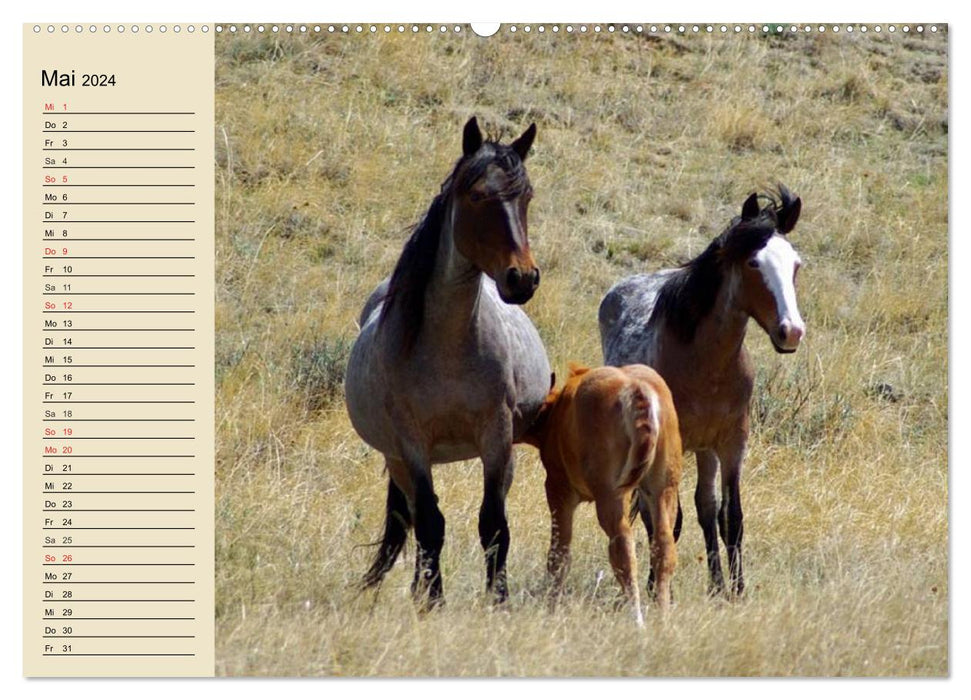 Chevaux sauvages. Libre comme le vent (Calendrier mural CALVENDO Premium 2024) 