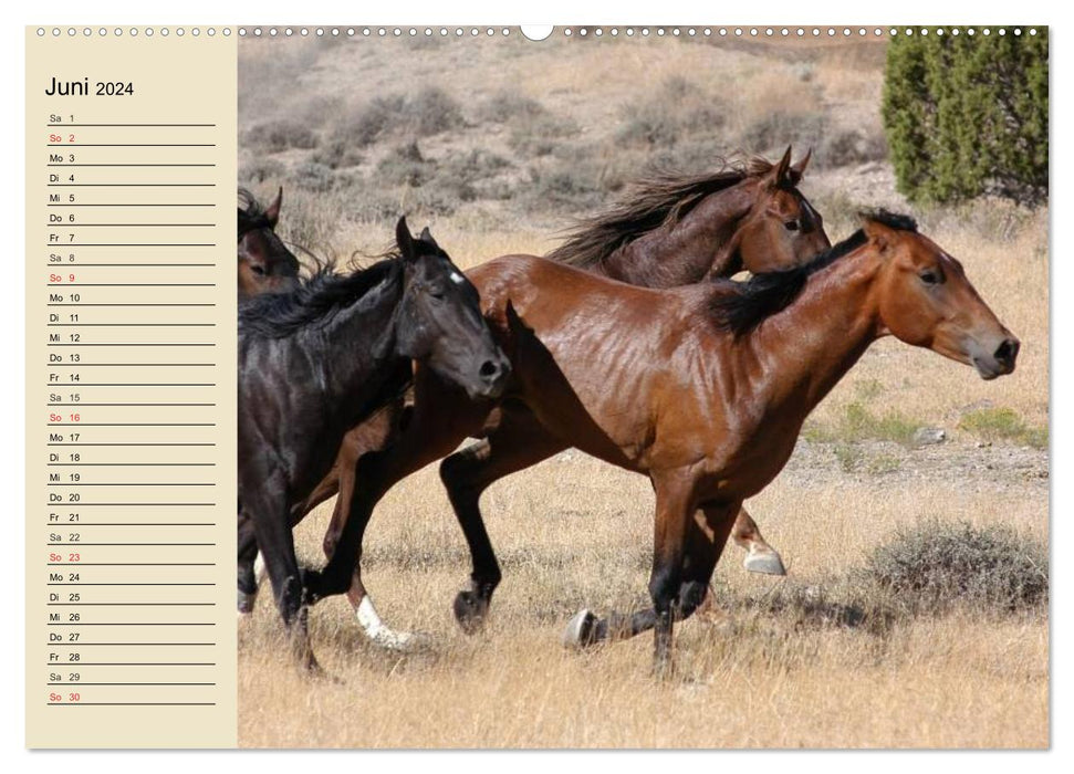 Chevaux sauvages. Libre comme le vent (Calendrier mural CALVENDO Premium 2024) 