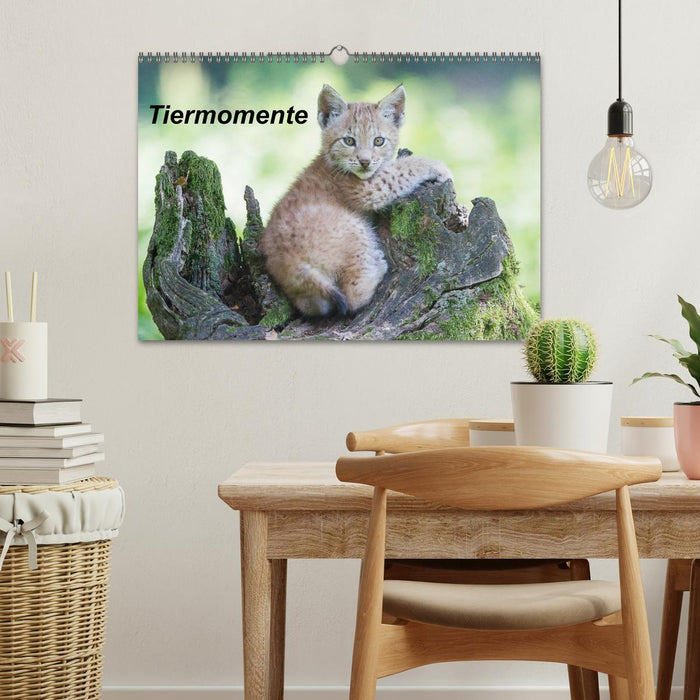 Animal moments (CALVENDO wall calendar 2024) 