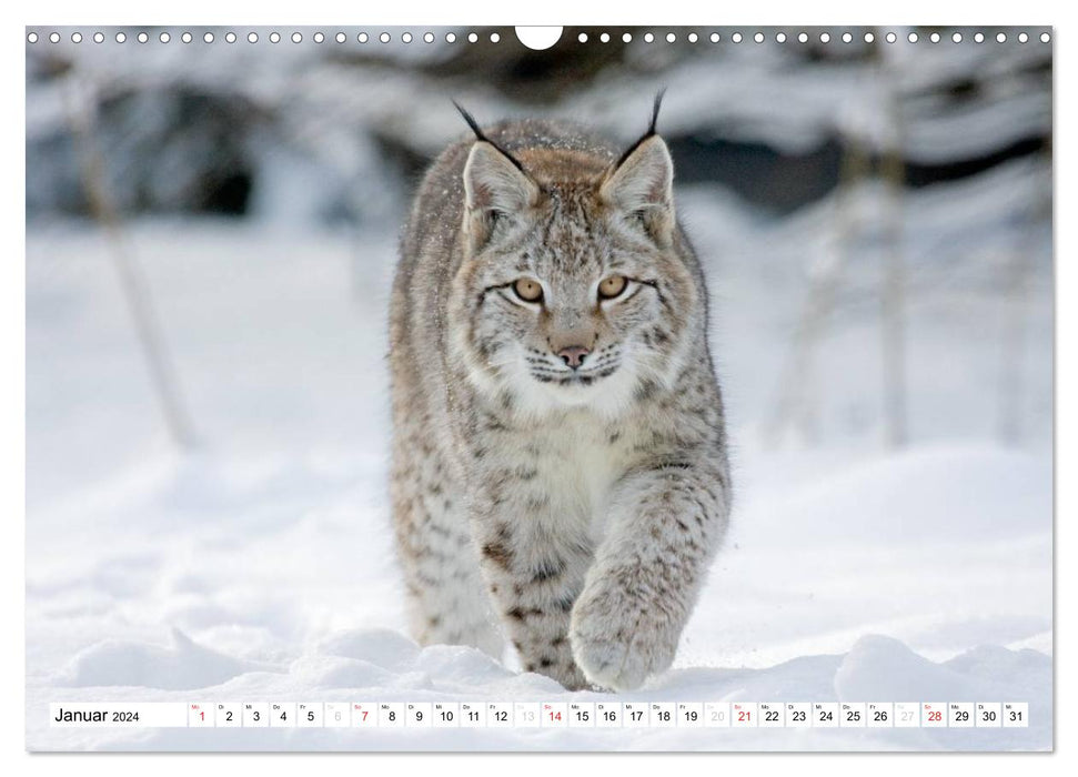 Animal moments (CALVENDO wall calendar 2024) 