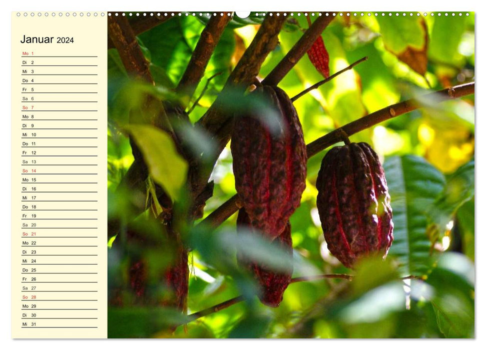 Schokolade. Von der Kakaobohne zur Köstlichkeit (CALVENDO Wandkalender 2024)
