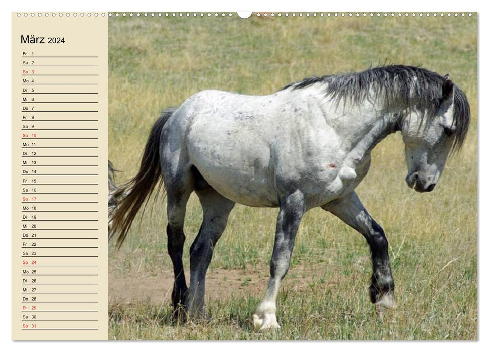 Wild horses. Free as the wind (CALVENDO wall calendar 2024) 