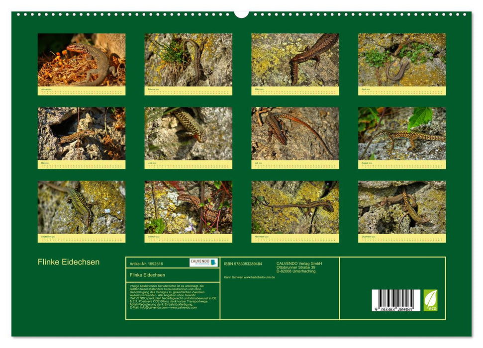 Nimble lizards (CALVENDO Premium Wall Calendar 2024) 