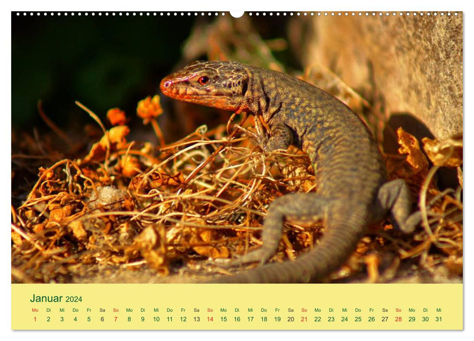 Nimble lizards (CALVENDO Premium Wall Calendar 2024) 