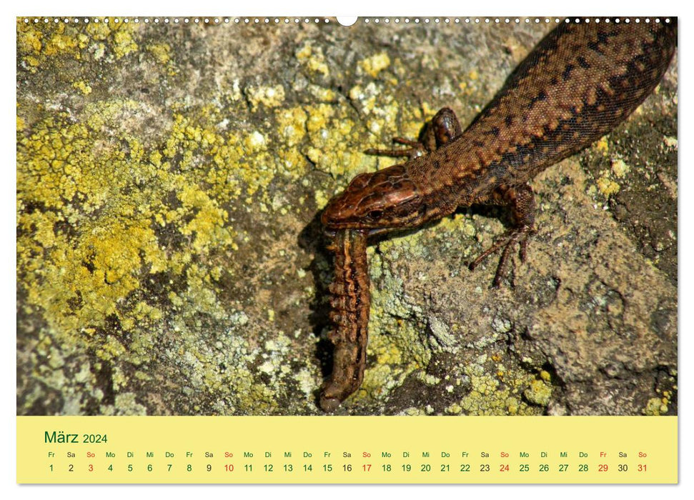 Nimble lizards (CALVENDO Premium Wall Calendar 2024) 
