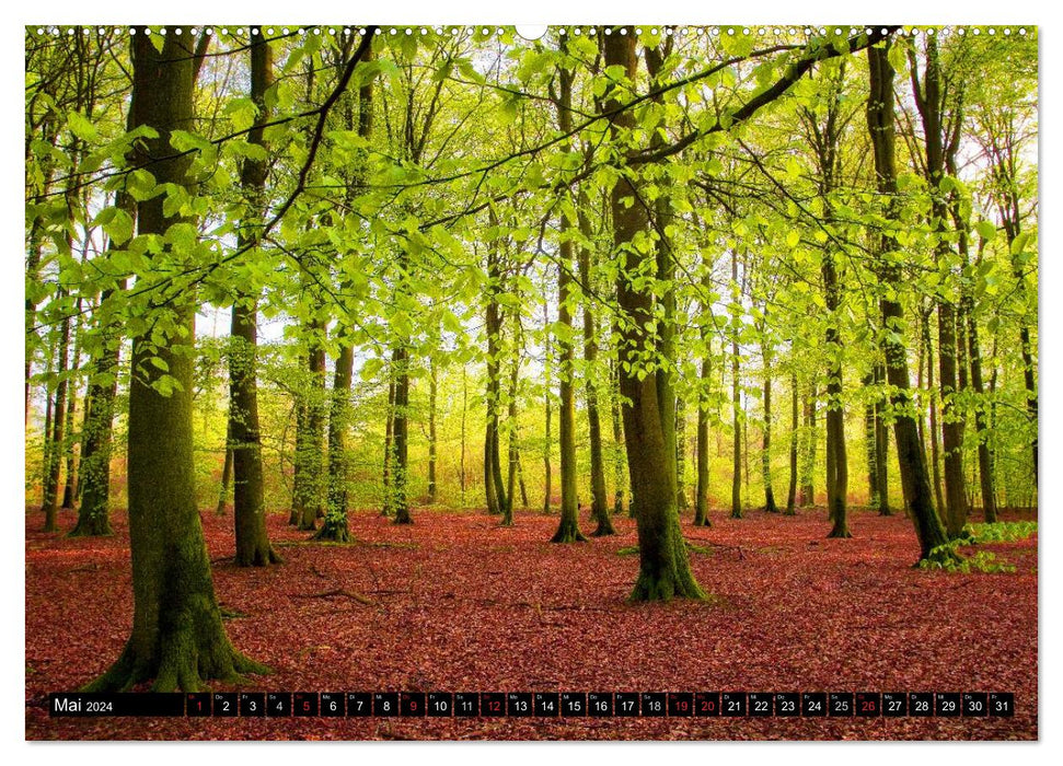 Magical Saxon Forest (CALVENDO Premium Wall Calendar 2024) 