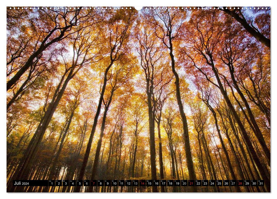 Magical Saxon Forest (CALVENDO Premium Wall Calendar 2024) 