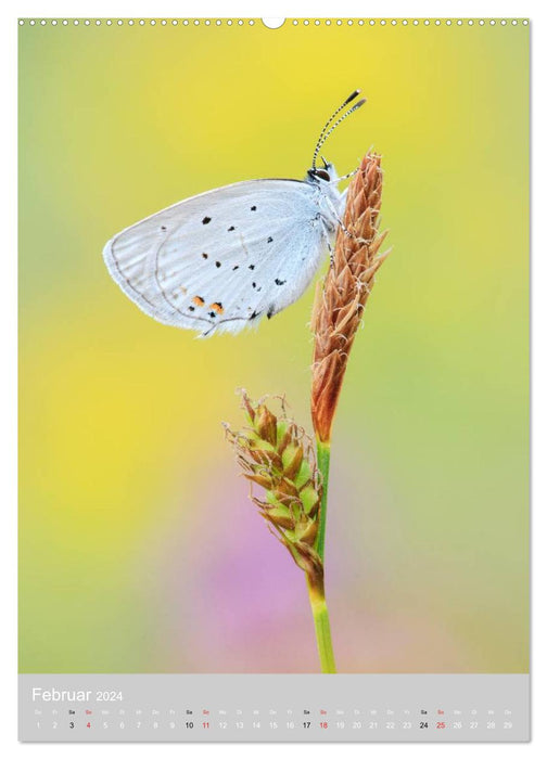 Butterflies - Jugglers in the Wind (CALVENDO Premium Wall Calendar 2024) 