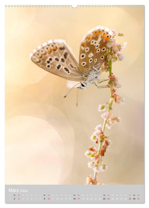 Schmetterlinge - Gaukler im Wind (CALVENDO Premium Wandkalender 2024)