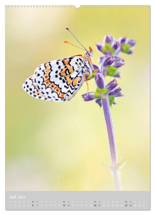 Butterflies - Jugglers in the Wind (CALVENDO Premium Wall Calendar 2024) 