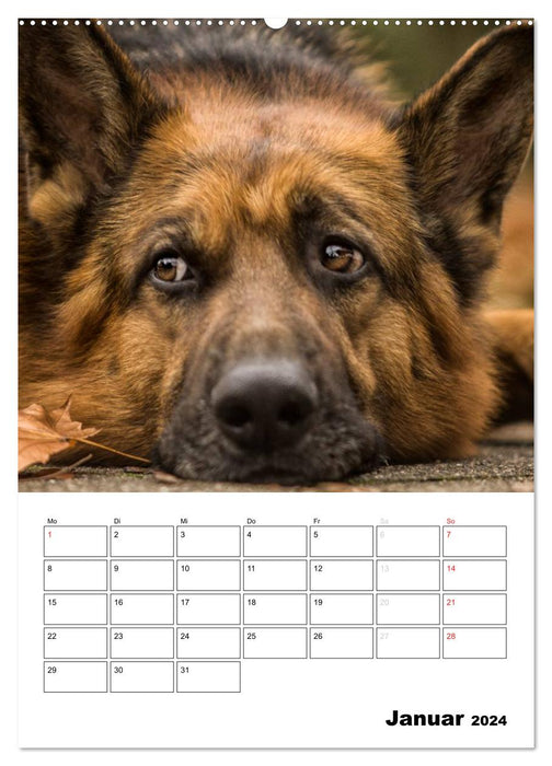 Hundeleben Schäferhund (CALVENDO Premium Wandkalender 2024)