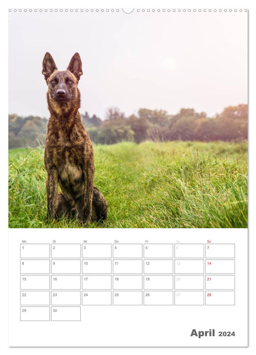 Hundeleben Schäferhund (CALVENDO Premium Wandkalender 2024)
