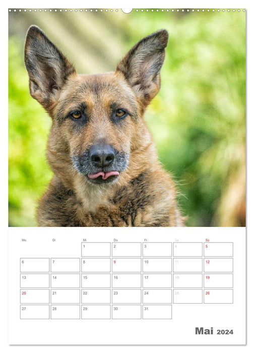 Hundeleben Schäferhund (CALVENDO Premium Wandkalender 2024)