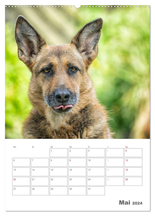 Dog life German Shepherd (CALVENDO Premium Wall Calendar 2024) 