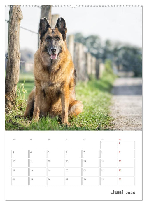 Hundeleben Schäferhund (CALVENDO Premium Wandkalender 2024)