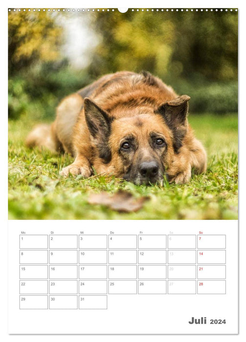 Hundeleben Schäferhund (CALVENDO Premium Wandkalender 2024)