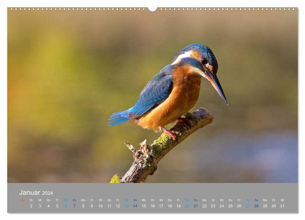 Kingfishers - emotional moments with the flying gemstones (CALVENDO Premium Wall Calendar 2024) 