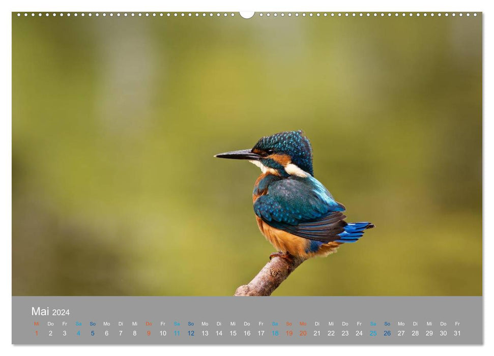 Kingfishers - emotional moments with the flying gemstones (CALVENDO Premium Wall Calendar 2024) 