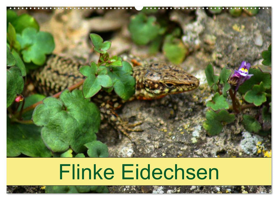 Flinke Eidechsen (CALVENDO Wandkalender 2024)