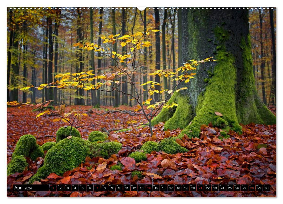 Magical Saxon Forest (CALVENDO wall calendar 2024) 