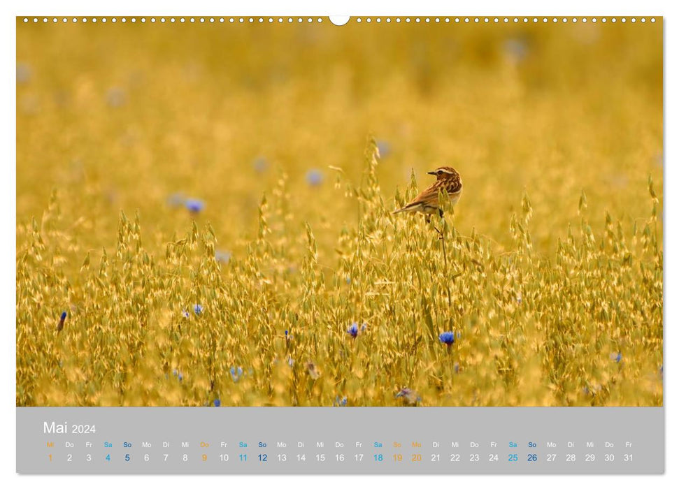 Naturpark am Stettiner Haff (CALVENDO Wandkalender 2024)