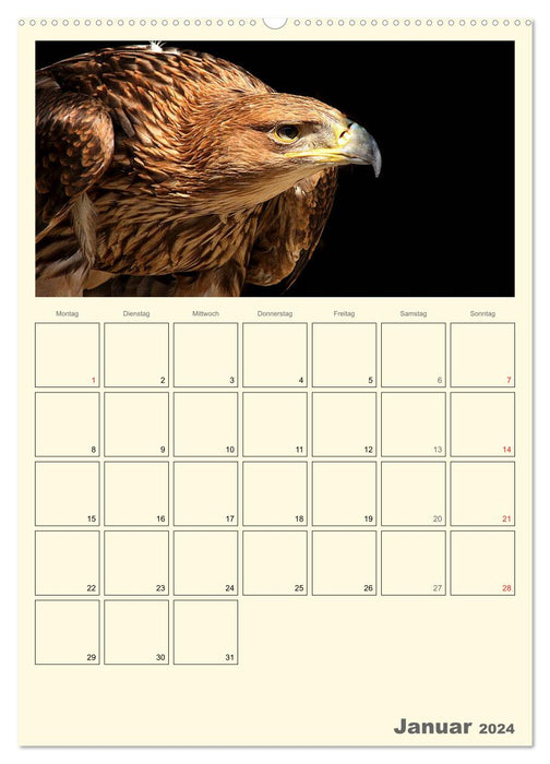 Raubvögel (CALVENDO Premium Wandkalender 2024)