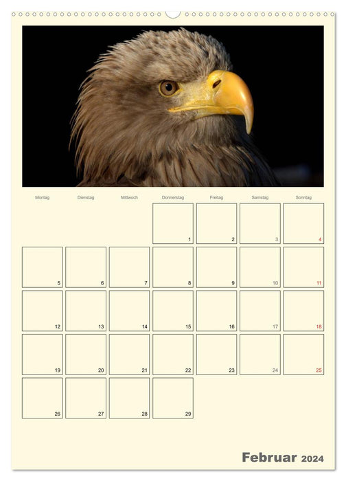 Raubvögel (CALVENDO Premium Wandkalender 2024)