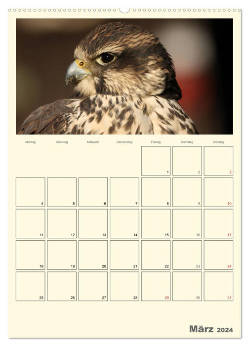 Raubvögel (CALVENDO Premium Wandkalender 2024)