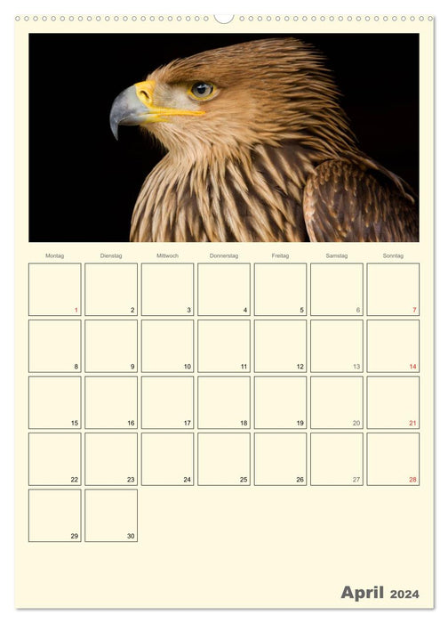 Raubvögel (CALVENDO Premium Wandkalender 2024)