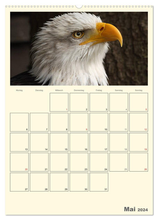 Raubvögel (CALVENDO Premium Wandkalender 2024)