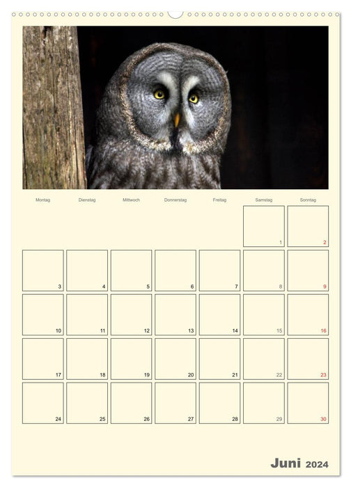 Raubvögel (CALVENDO Premium Wandkalender 2024)