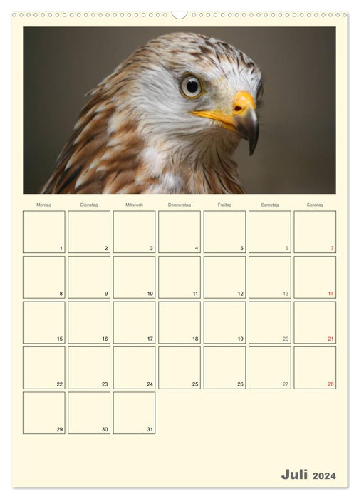 Raubvögel (CALVENDO Premium Wandkalender 2024)