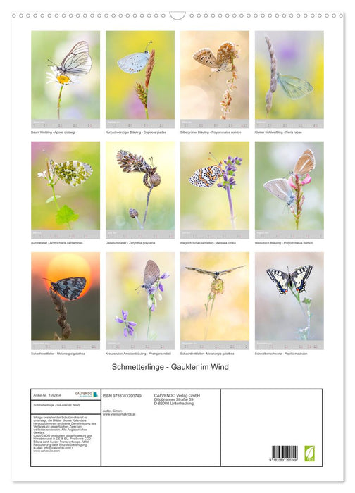 Schmetterlinge - Gaukler im Wind (CALVENDO Wandkalender 2024)
